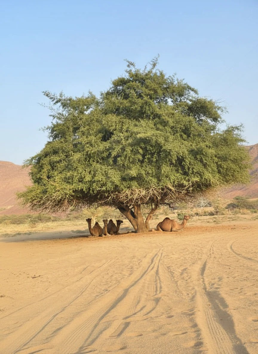 Sidr – Der natürliche Schatz aus dem Orient: Pflege, Rituale & Wirkung