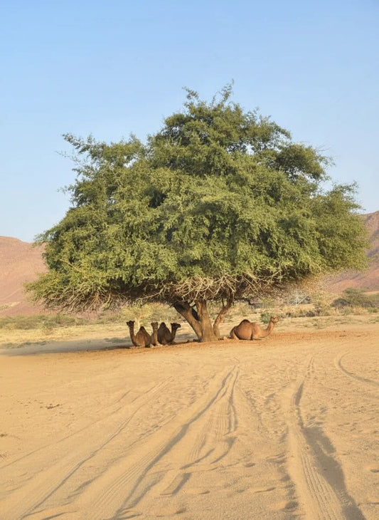 Sidr – Der natürliche Schatz aus dem Orient: Pflege, Rituale & Wirkung